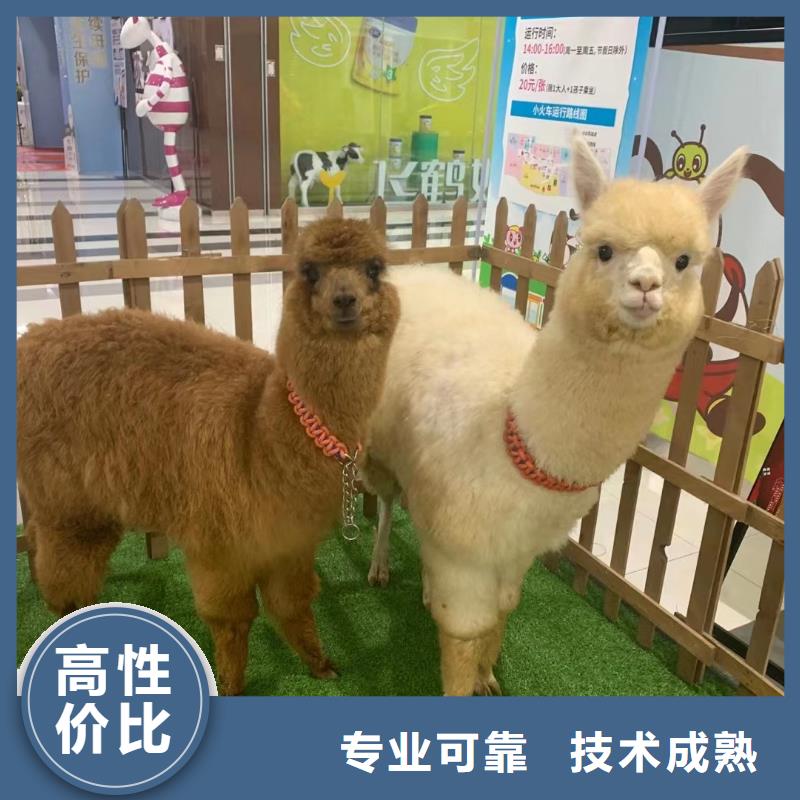 哪有出租羊驼的正规公司