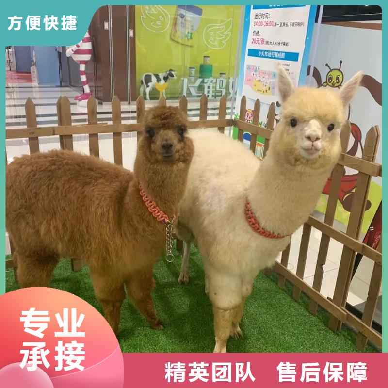 羊驼马戏团表演租赁现货充足
