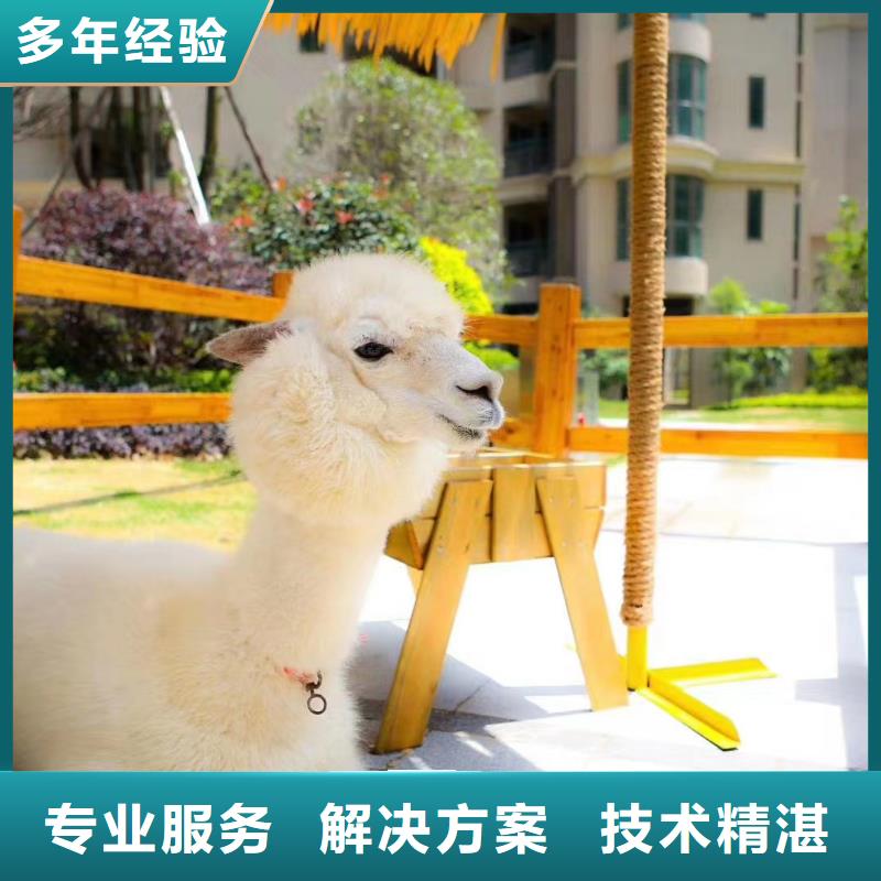 动物表演出租