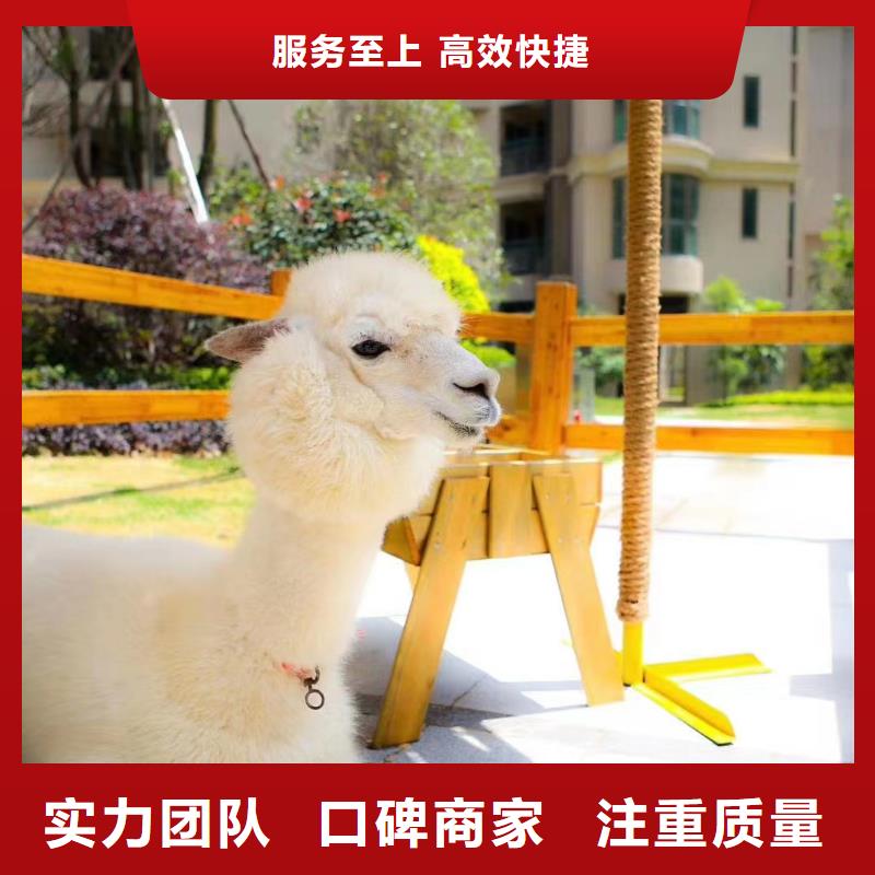 动物租赁活动案例