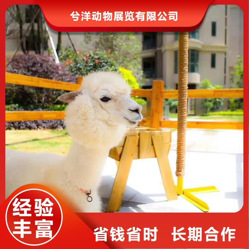 萌宠展出租免费策划
