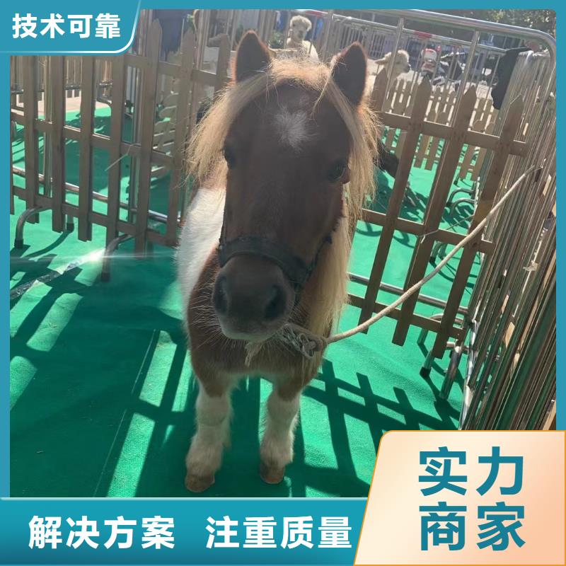 动物租赁