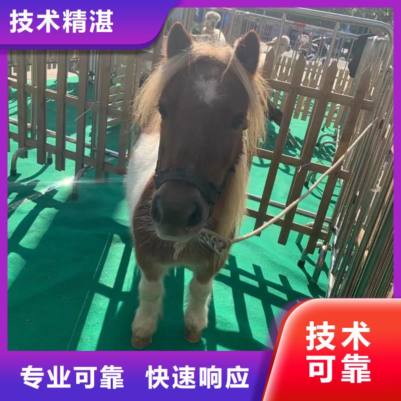 动物表演出租