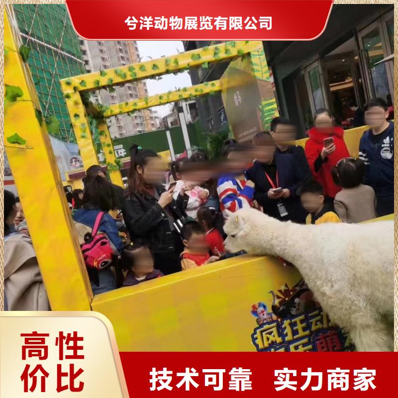 马戏团羊驼出租价格优惠