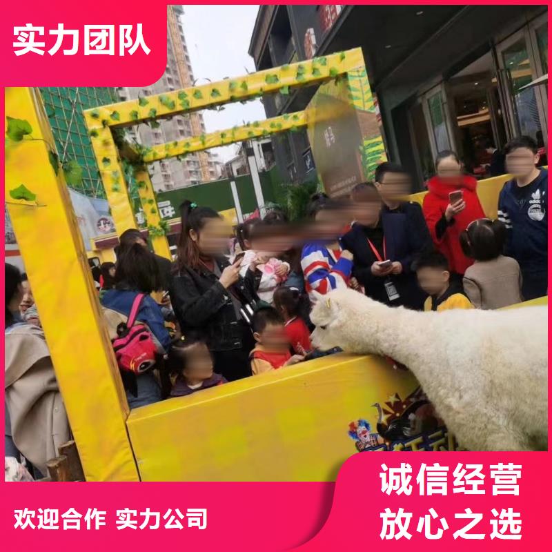 租赁马戏团表演承接活动