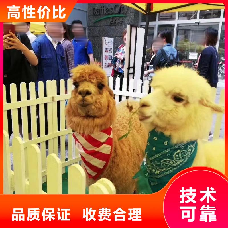 动物表演租赁节日活动