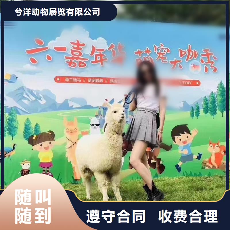 动物表演出租创意方案
