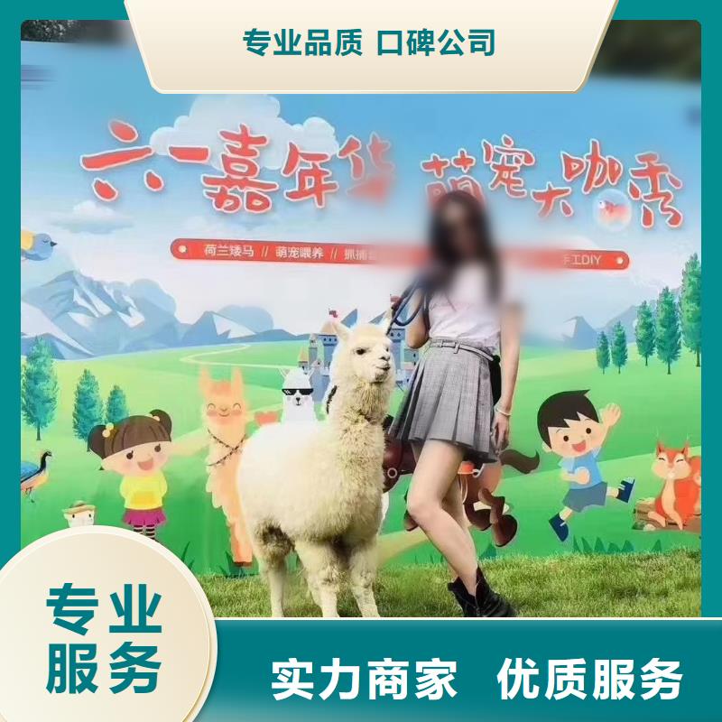 羊驼租赁暖场方案