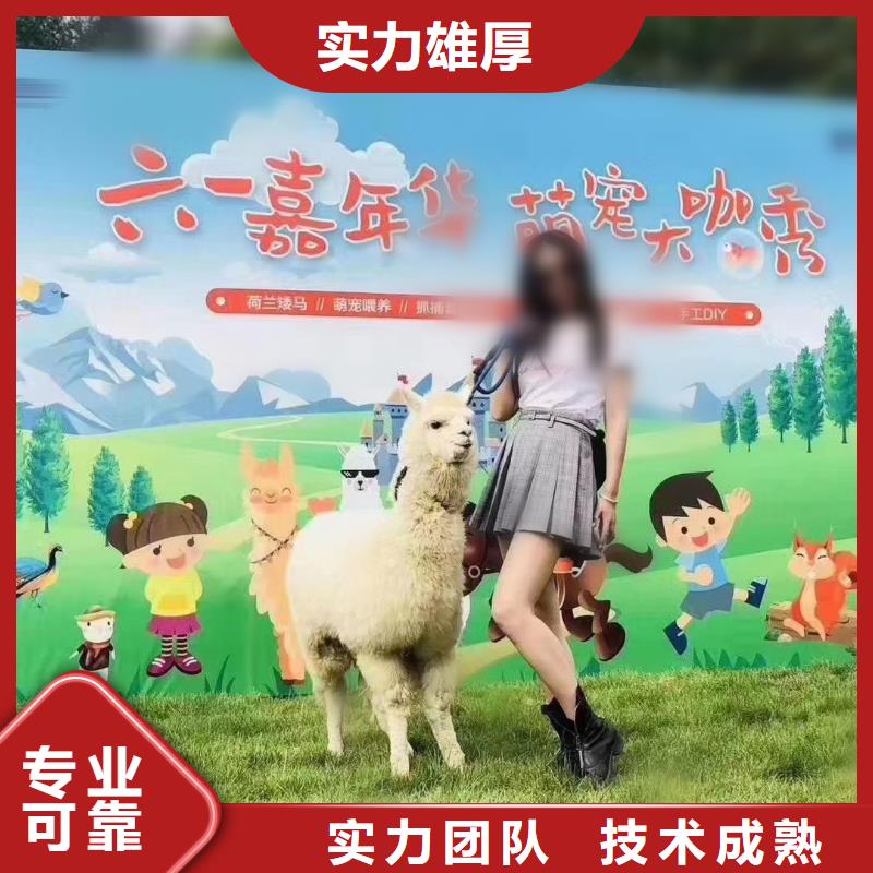 哪有租赁羊驼的庆典暖场