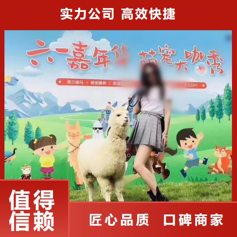 羊驼租赁公司活动方案