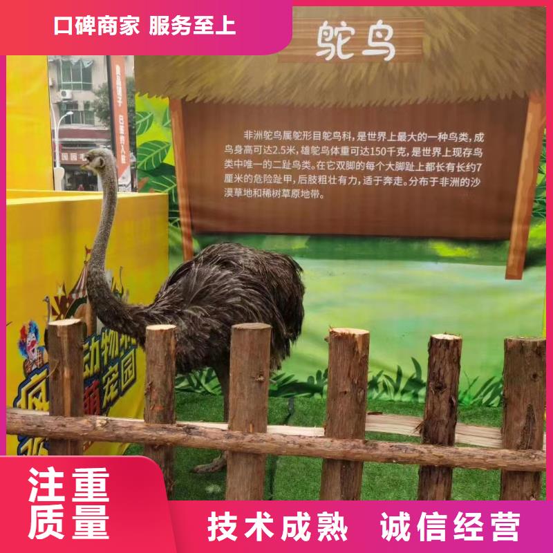 哪有出租羊驼的正规公司
