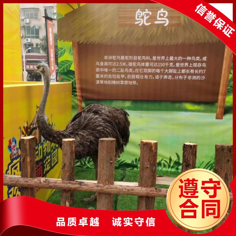 羊驼出租