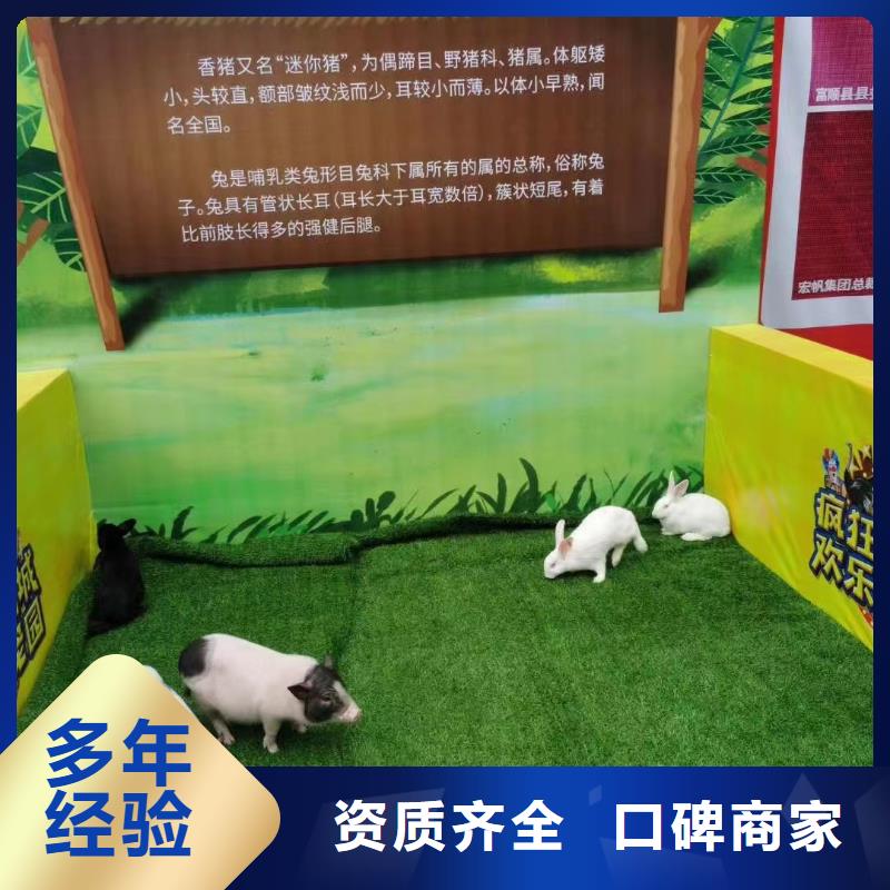 哪里有出租羊驼的正规厂家