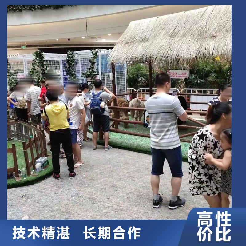 哪里有出租羊驼的正规厂家