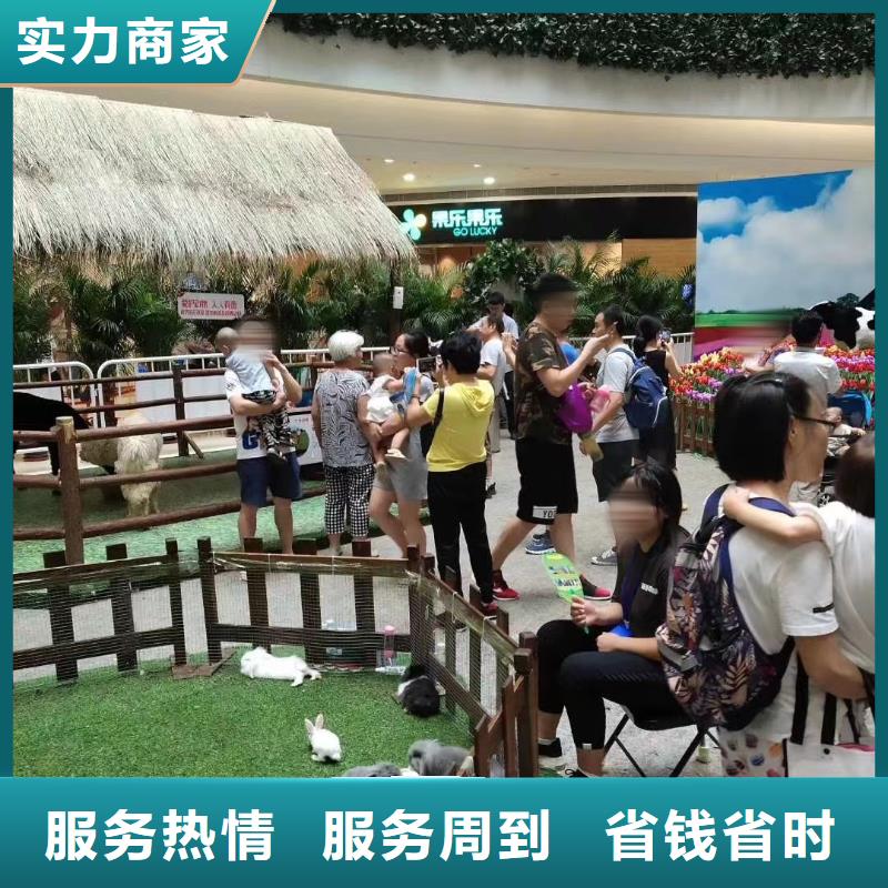 哪有租赁羊驼的庆典暖场