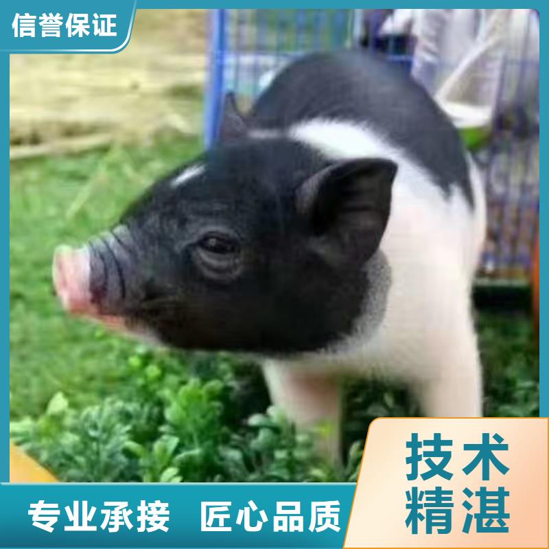 出租羊驼全国承接