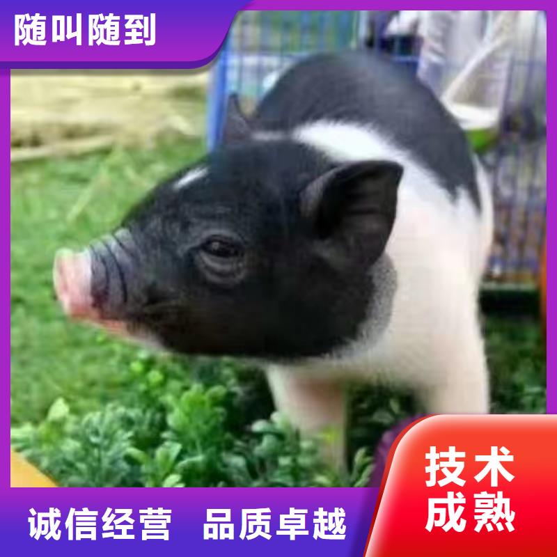 动物表演出租联系电话