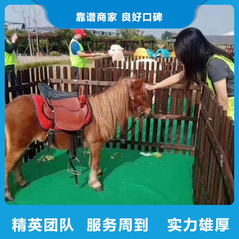 哪有租赁羊驼的免费策划