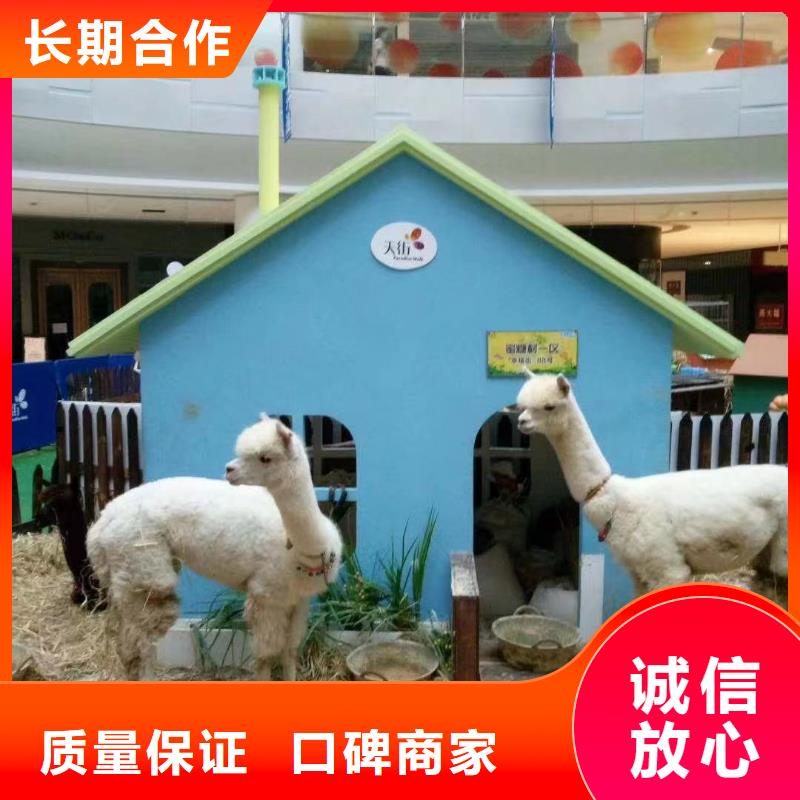 马戏团表演出租主题展览
