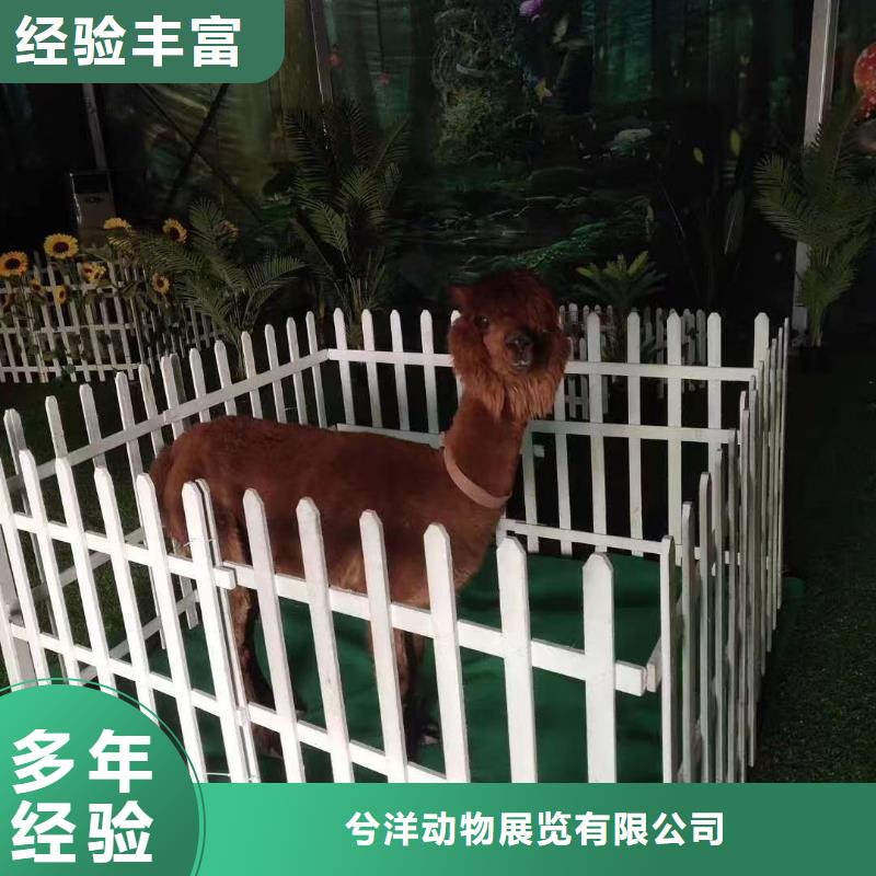 萌宠展出租免费策划