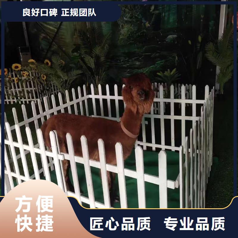 哪有出租羊驼的正规公司