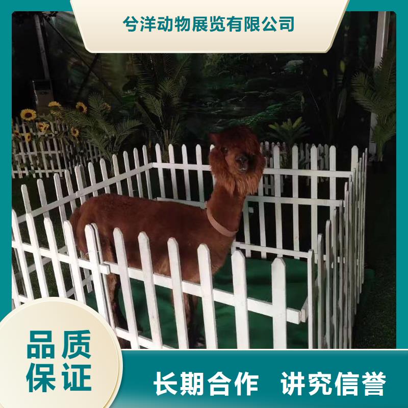 动物表演租赁品种多