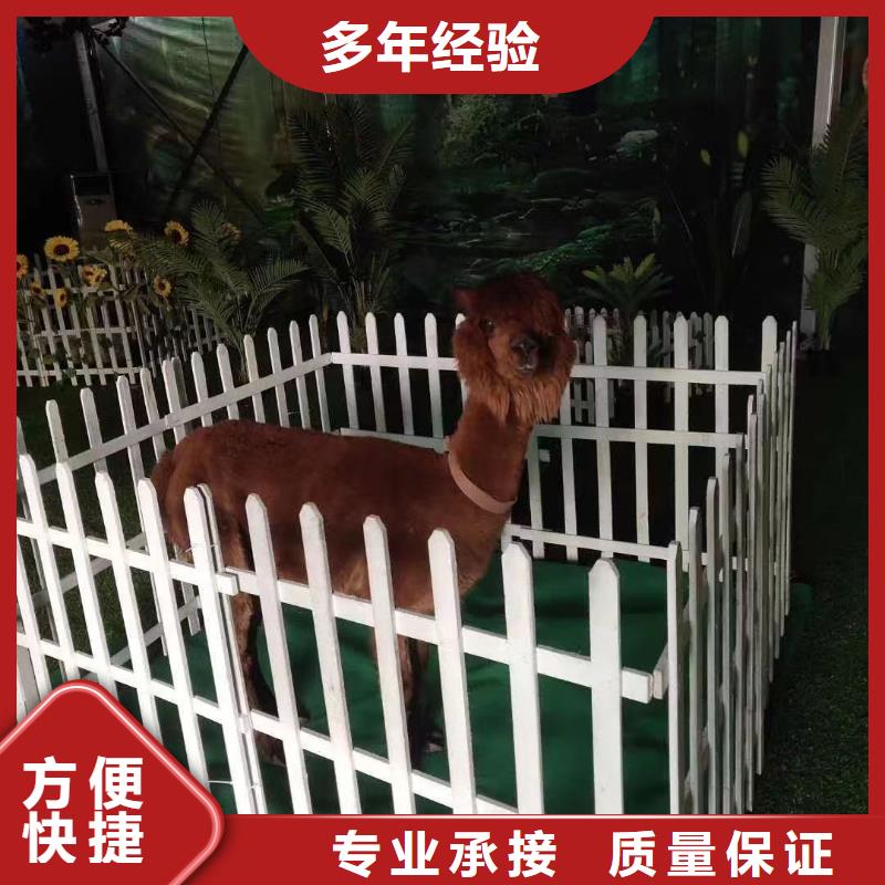 哪有出租马戏团表演的活动案例