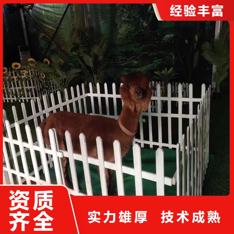 动物表演租赁节日活动