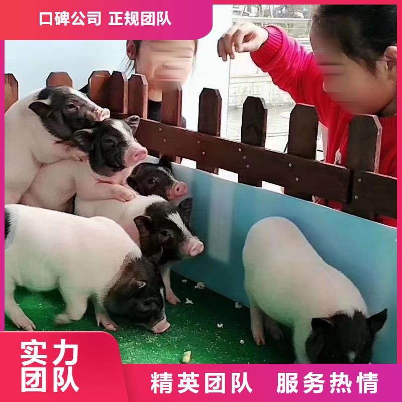 萌宠展出租联系我们