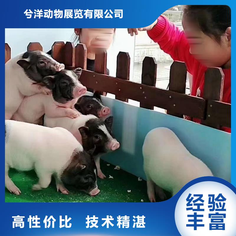 哪有羊驼出租的-我公司资质齐全