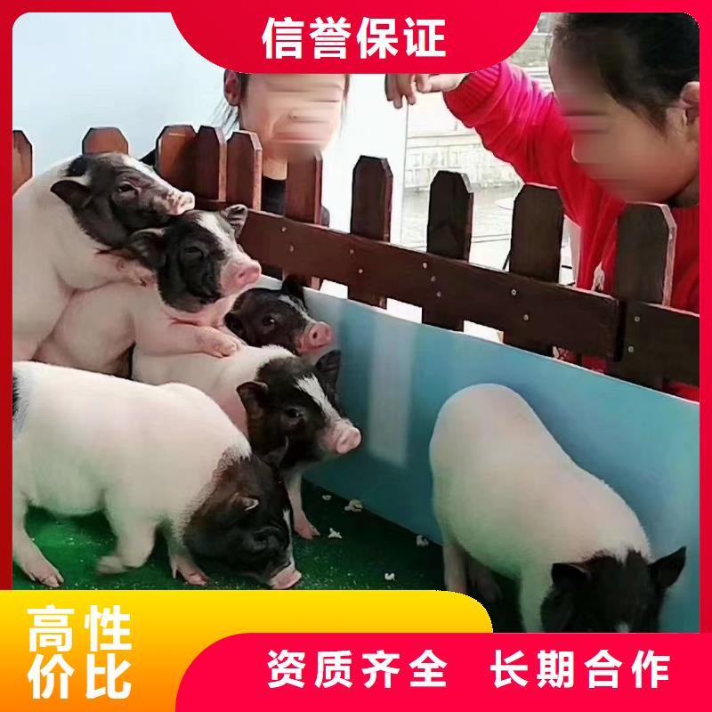 百鸟展租赁诚信厂家