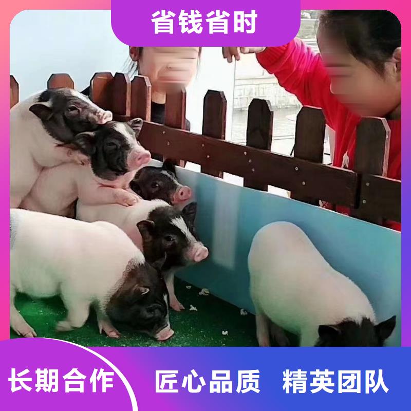 马戏团/羊驼马戏团表演有实力