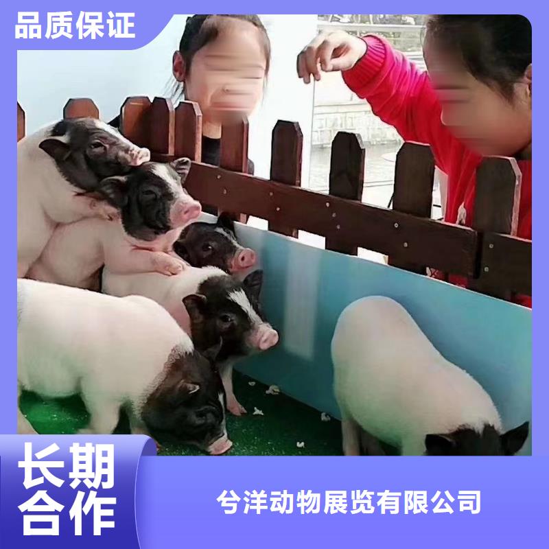 出租马戏团表演全国承接