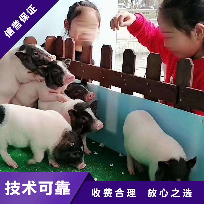 动物表演租赁活跃气氛