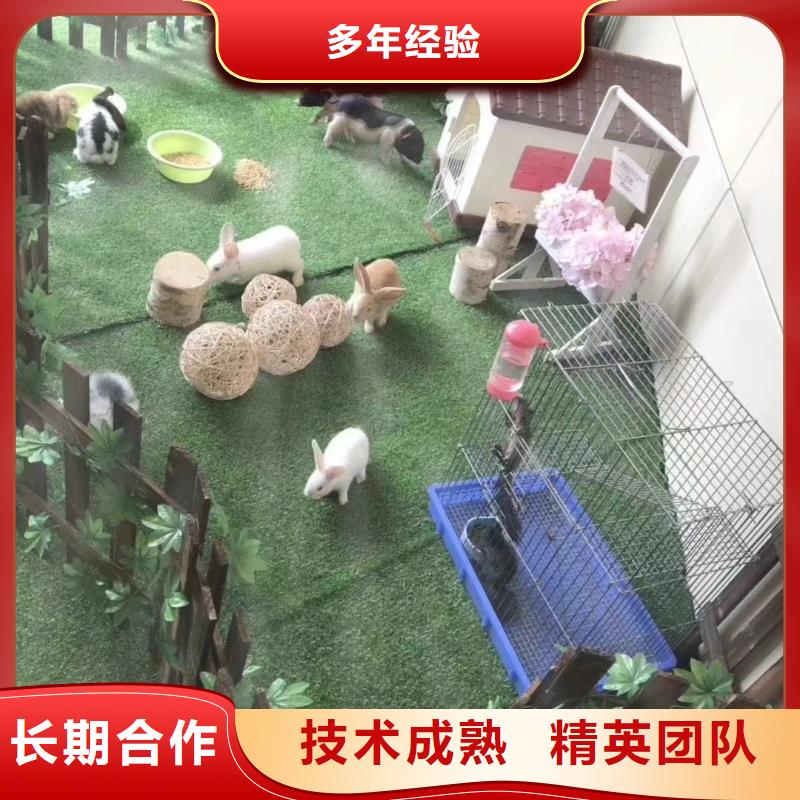 哪有租赁羊驼的活动方案