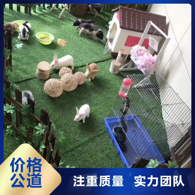 出租马戏团表演承接活动