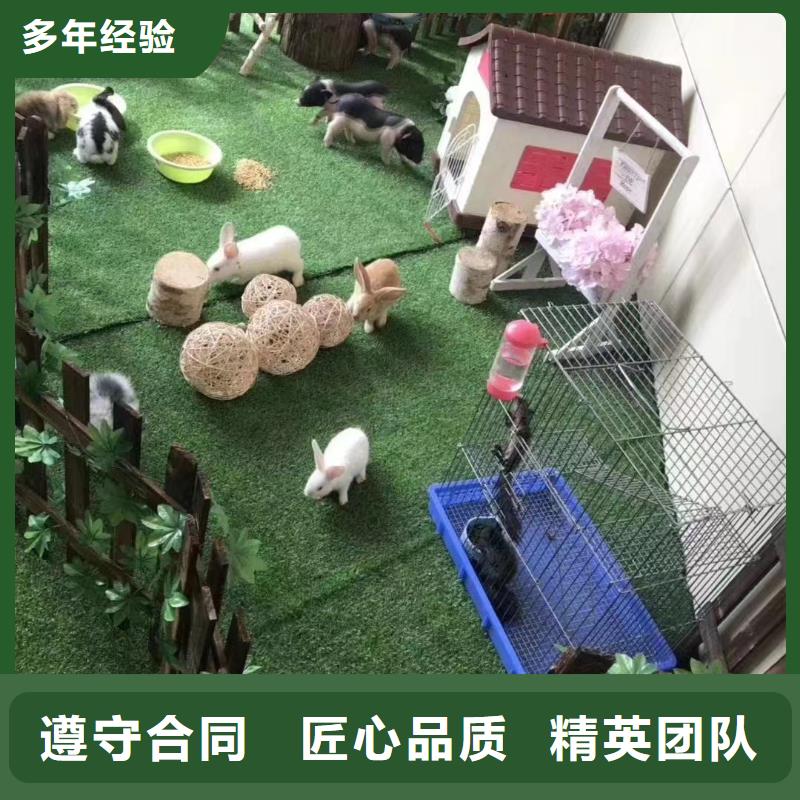 哪有出租羊驼的主题展览