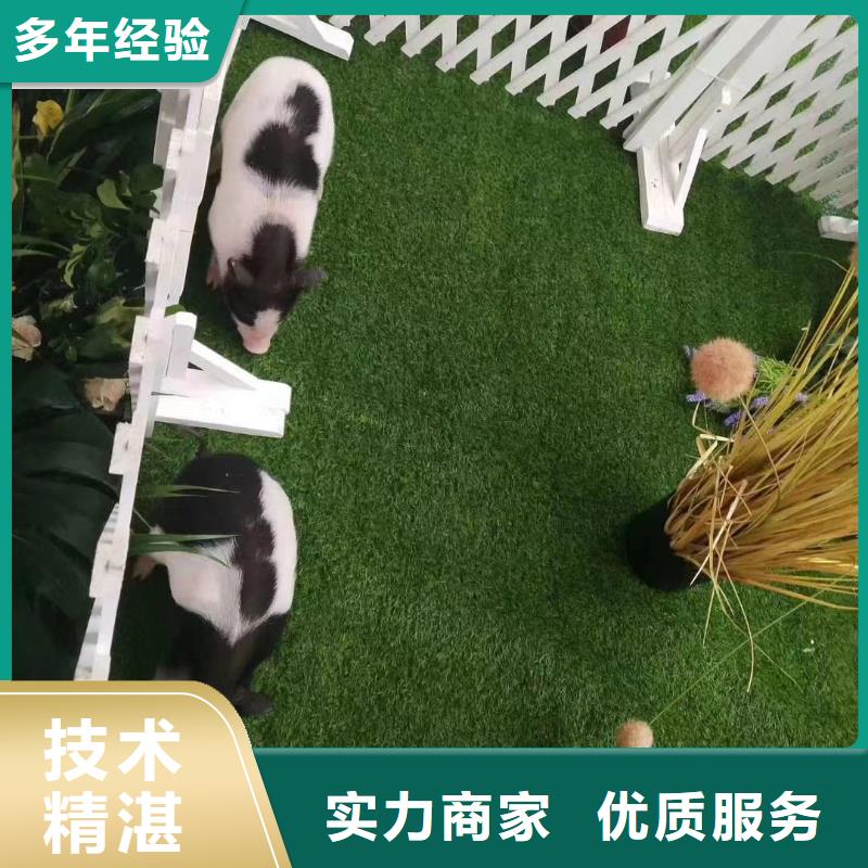 出租马戏团表演公司正规厂家