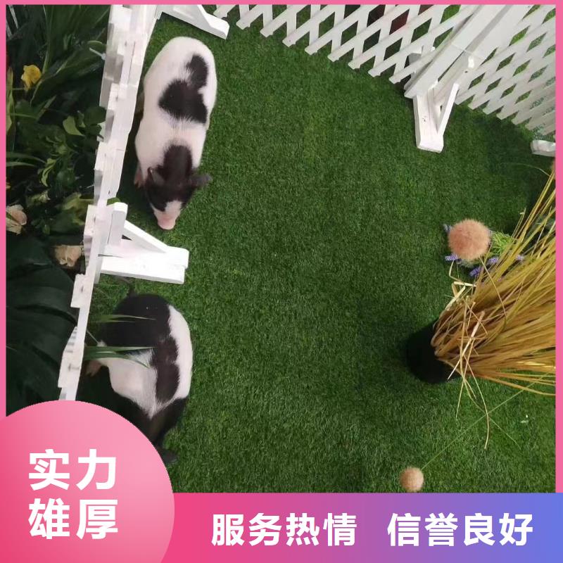 马戏团/羊驼出租表演鹦鹉高品质