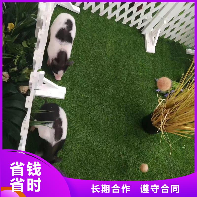 动物租赁活动案例