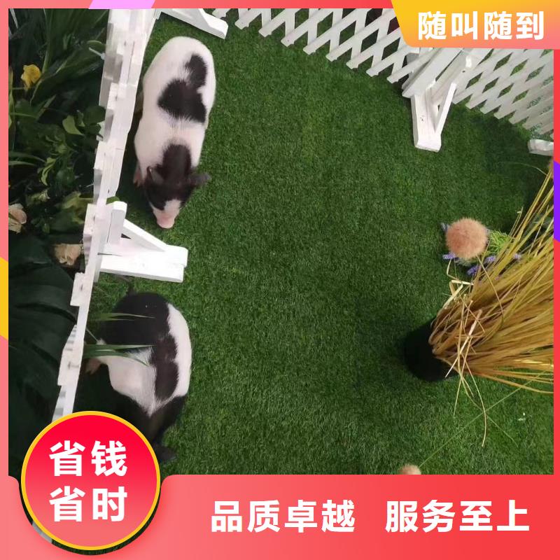 马戏团/羊驼企鹅出租表演解决方案