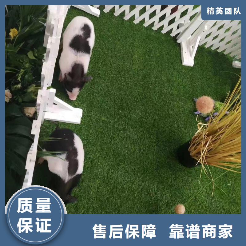 附近羊驼出租公司联系方式