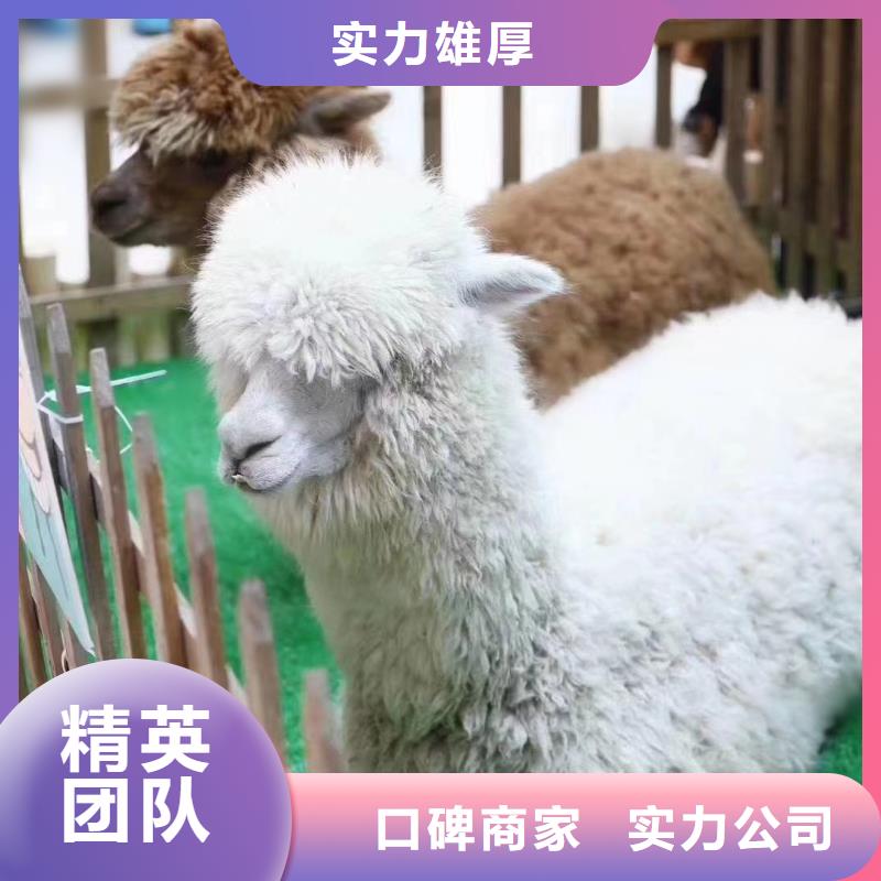 马戏团/羊驼美人鱼表演诚信放心