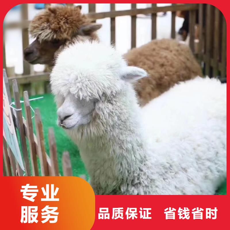 哪里有出租马戏团的