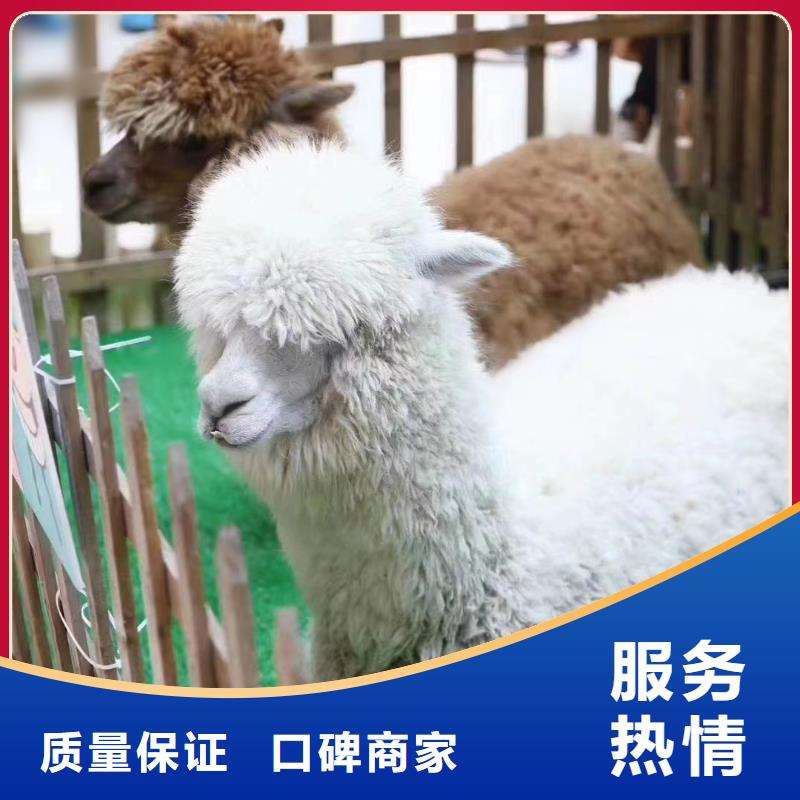 附近羊驼出租公司活动方案