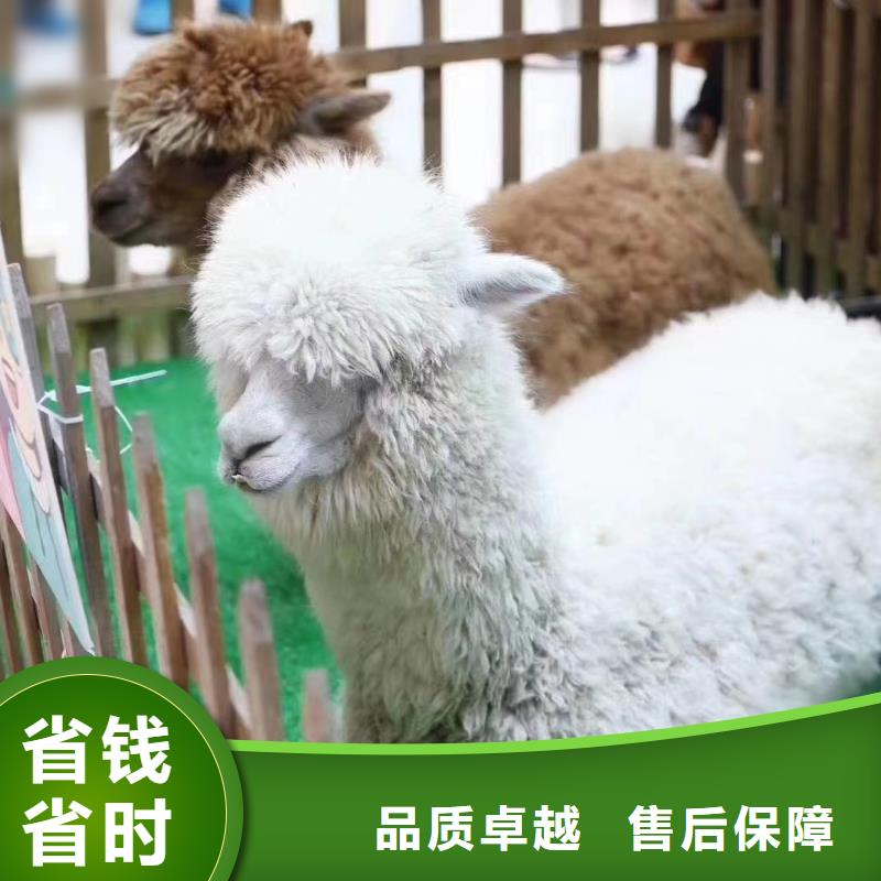 马戏团/羊驼【海狮表演租赁】实力强有保证