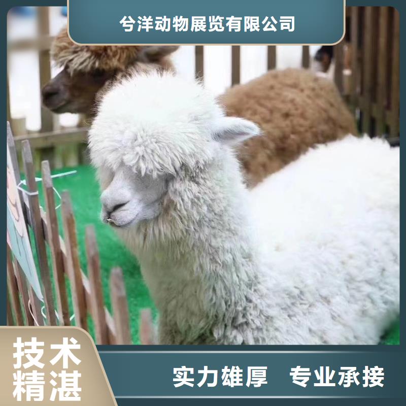 动物表演出租货源充足