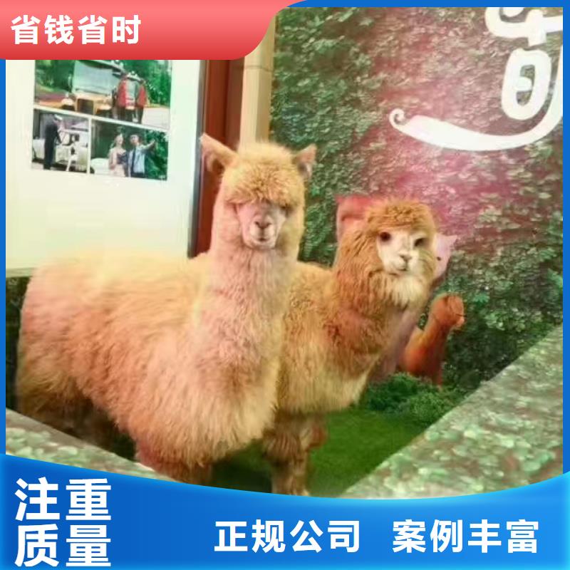 哪有租赁羊驼的免费策划