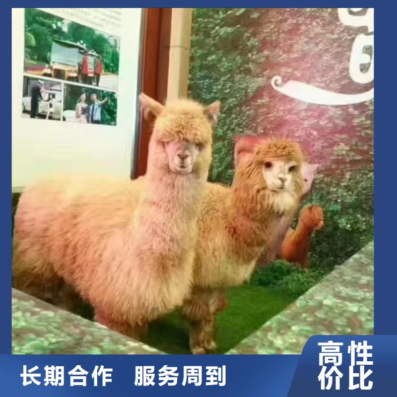 动物表演租赁节日活动