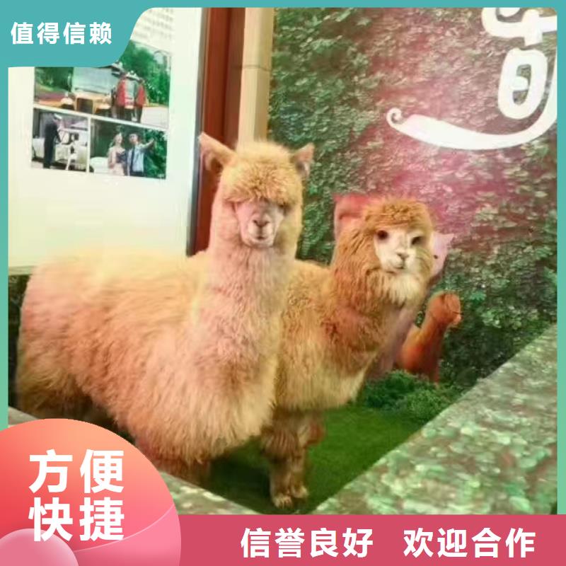 哪有出租马戏团表演的查看图片